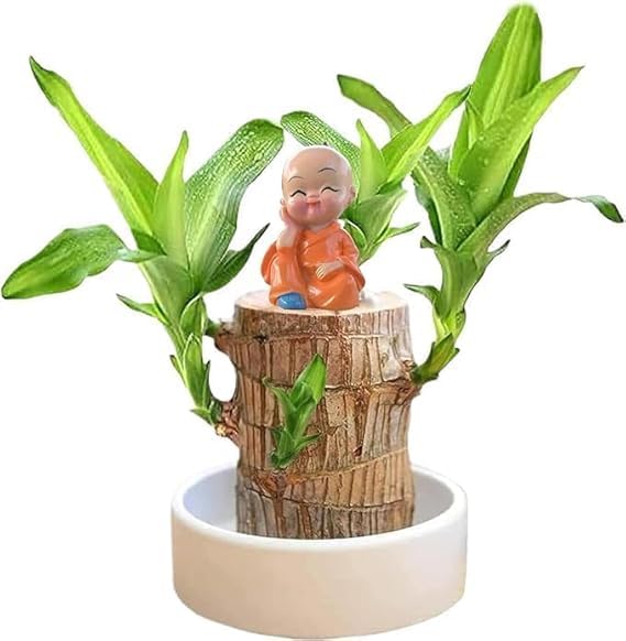 BRAZILIAN TREE