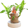 BRAZILIAN TREE