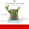 BRAZILIAN TREE
