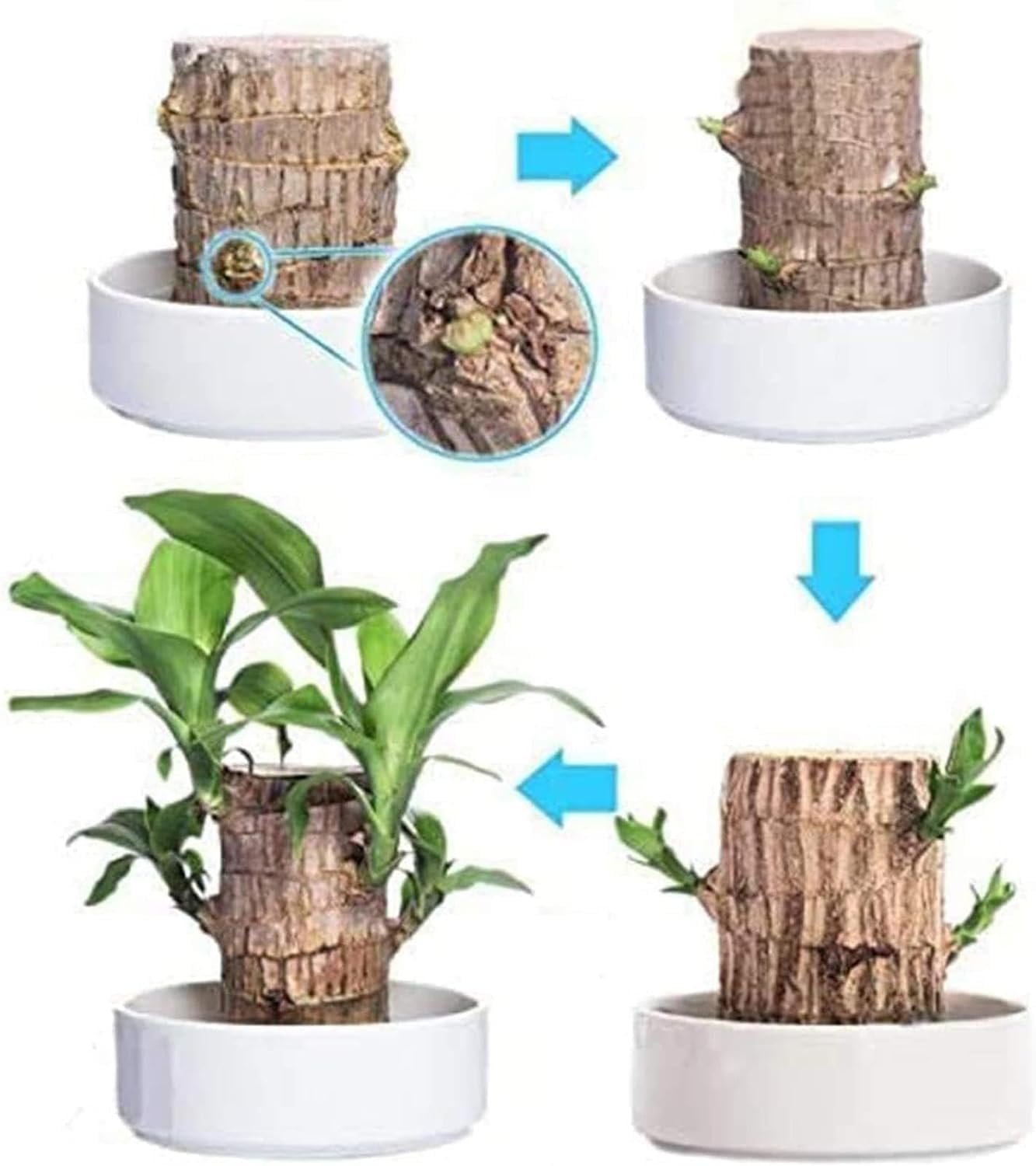 BRAZILIAN TREE