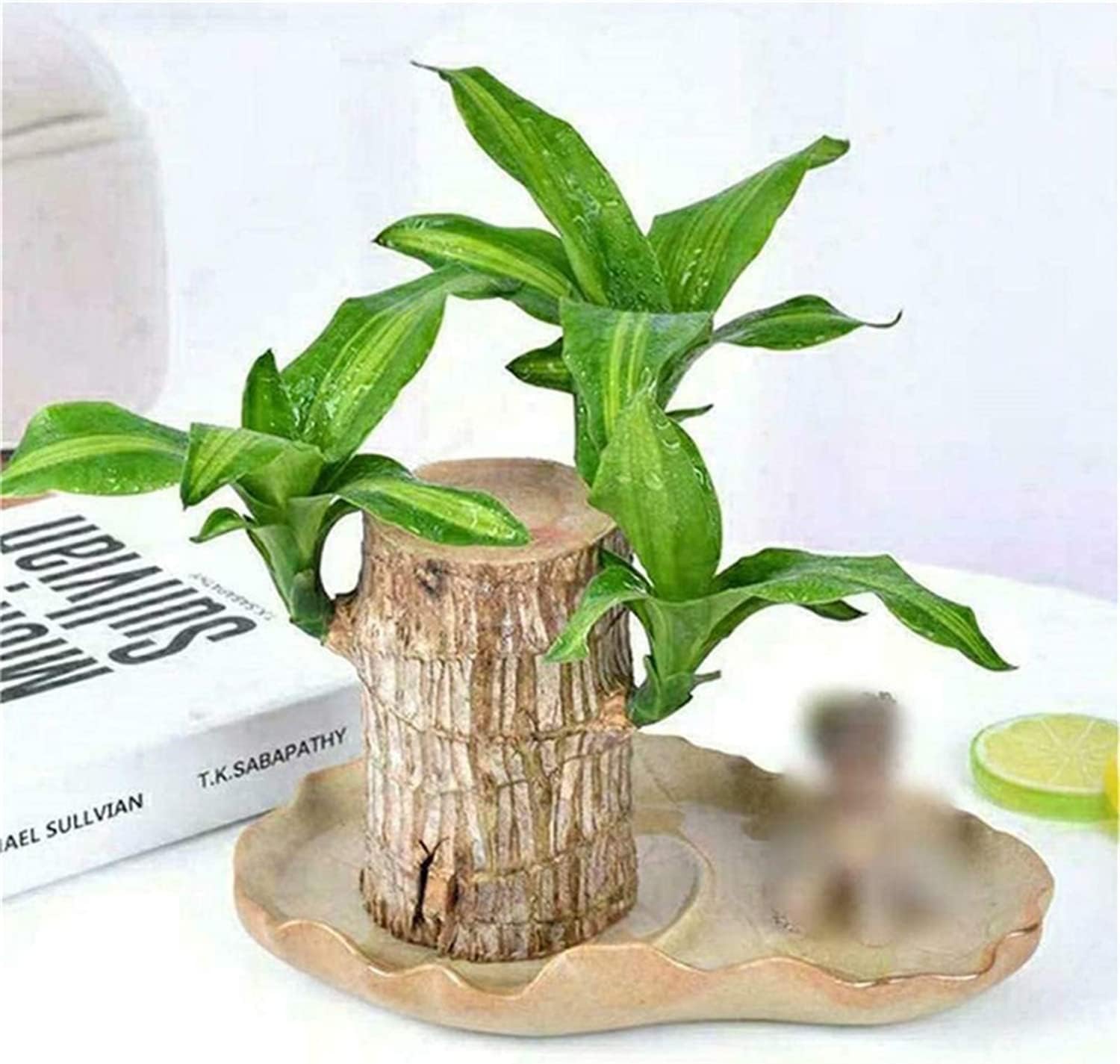 BRAZILIAN TREE